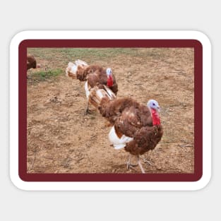 Turkeys Sticker